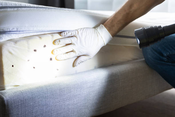 Best Local Pest Control Services  in Wayland, IA