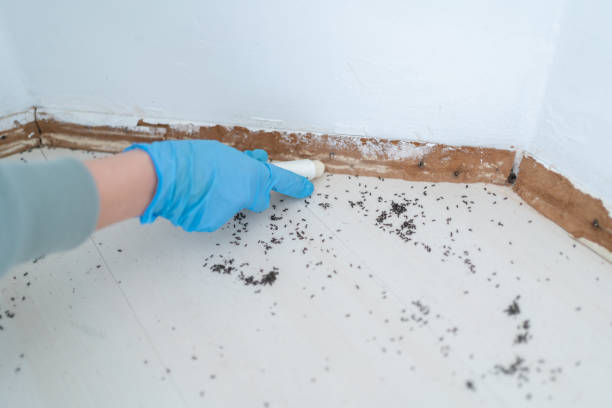 Best Cockroach Control Services  in Wayland, IA